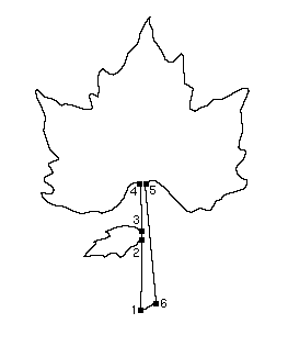 illustrator maple leaf template